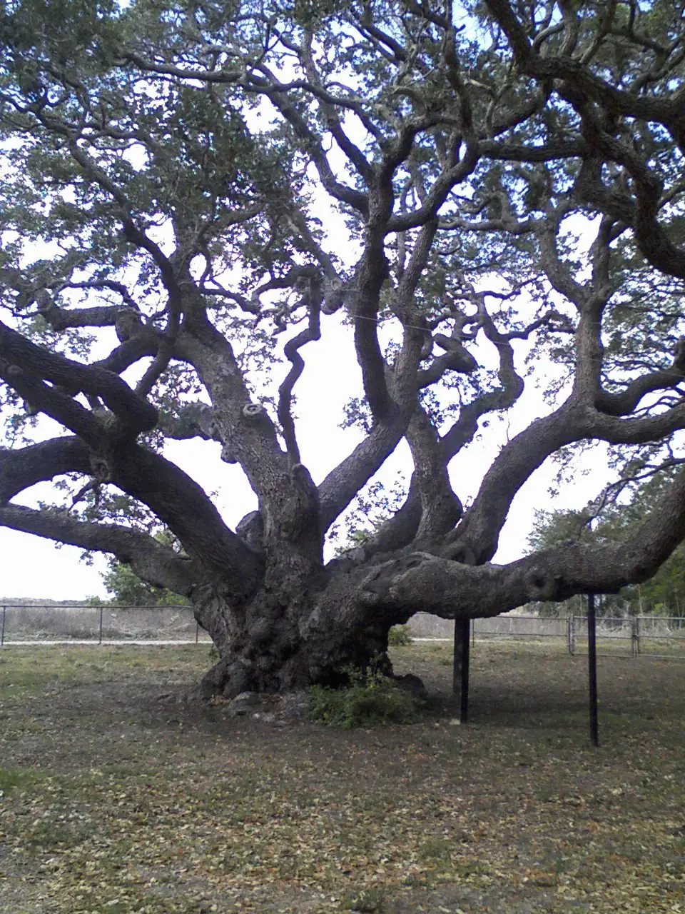 Live Oak, Texas